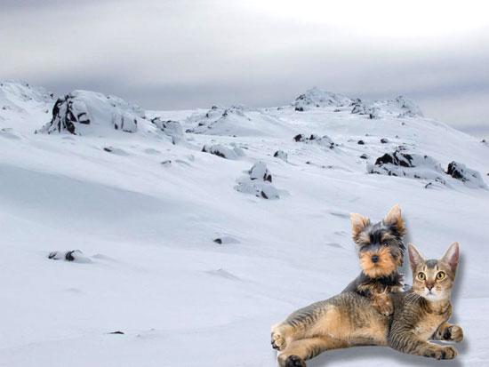 A dog and cat outside in winter weather.