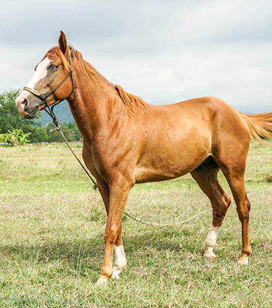 Image of Horse – link to equine kits