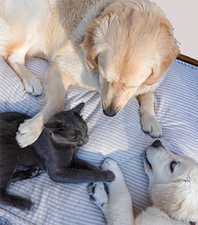 Image of cat and dogs – Pet Kit